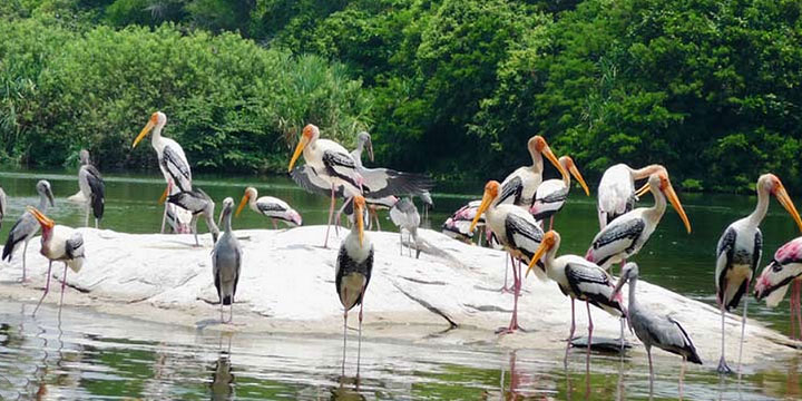 Kumarakom Bird sanctuary
